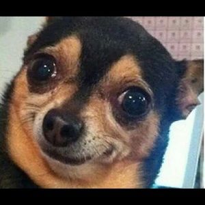 Meet your Posher, Juan